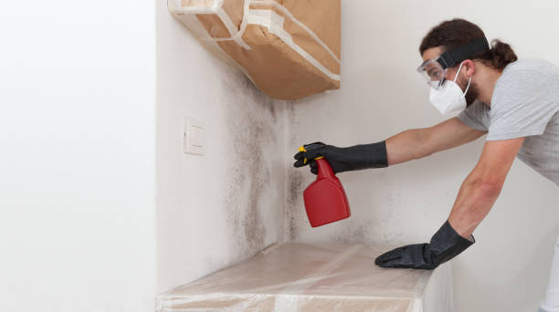 Professional Basement Mold Remediation technician working in Lakeland, FL